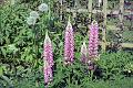 Primrose Gardens 6